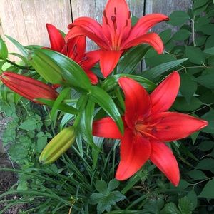 Meet your Posher, Maureen